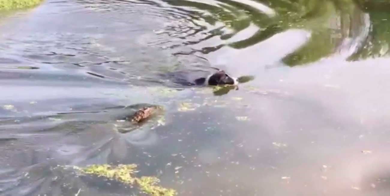 Un yacaré atacó a un perro en una reserva natural de Paraná
