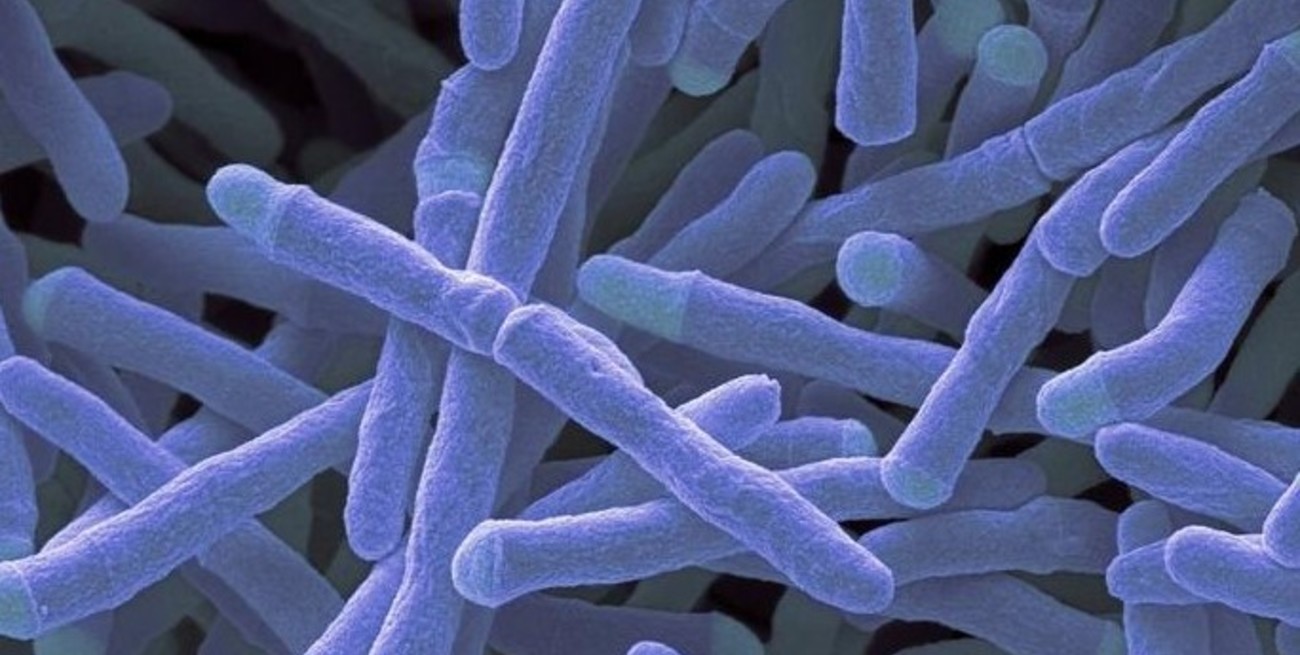 Australia: descubrieron una enzima capaz de generar electricidad a partir del aire