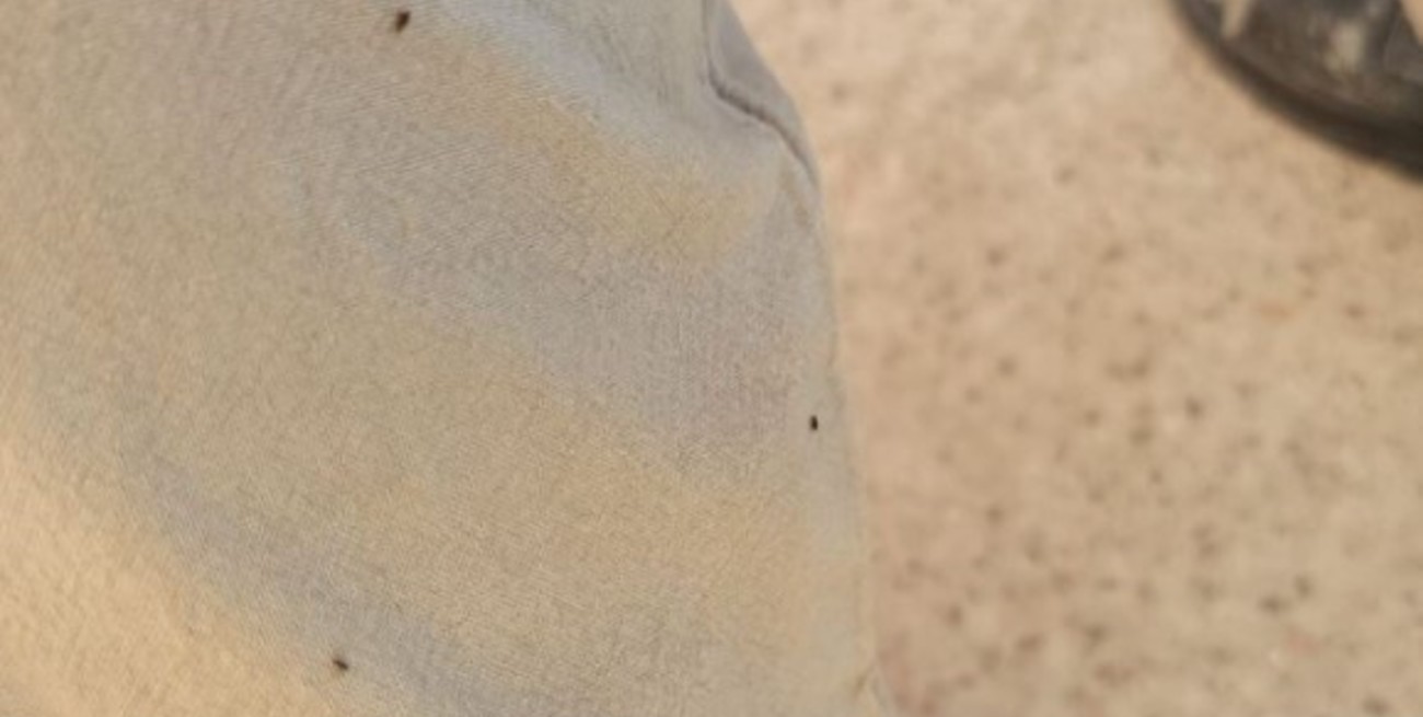 Todos a clases virtuales por una invasión de pulgas en una escuela uruguaya