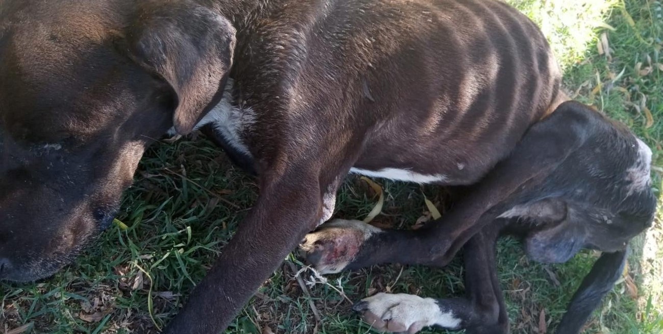 Santafesina maltrató a un perro y deberá pagar su recuperación
