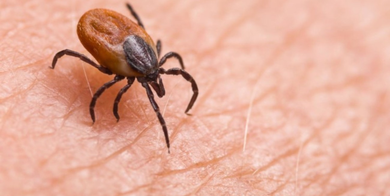Qué es la babesiosis, la enfermedad transmitida por garrapatas que crece en Estados Unidos
