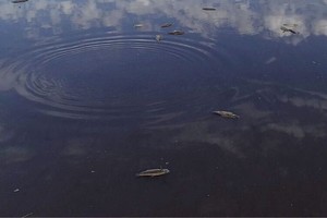 La Justicia de Ejecución Penal le dio lugar a un amparo ambiental por daño ambiental de incidencia colectiva. Crédito: Archivo El Litoral