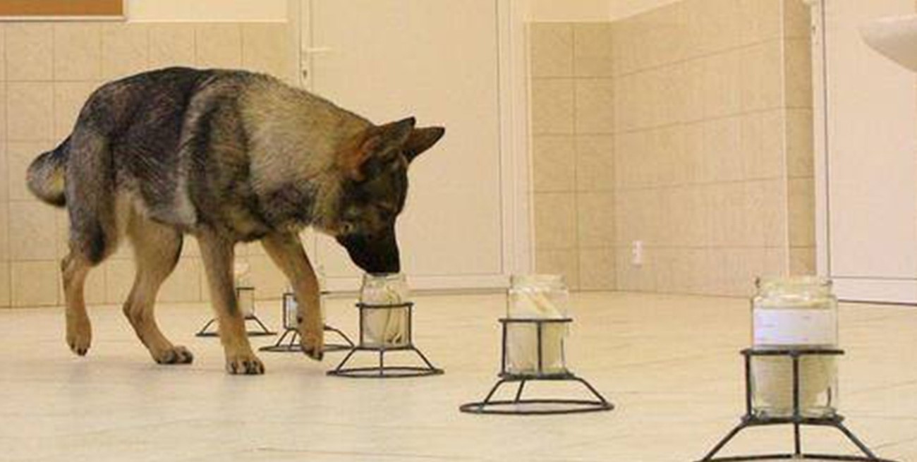 Proponen la formación de Caninos Forenses para la detección de drogas, armas y dinero