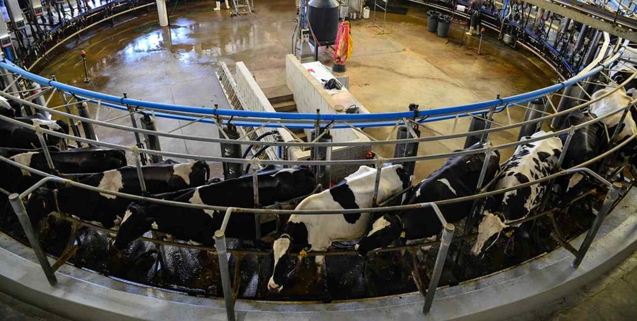 Programa Impulso Tambero: comienzan a acreditarse los pagos para los 1.753 productores santafesinos