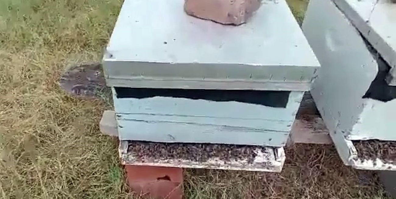 Por segundo año les envenenan las colmenas y piden intervención de las autoridades