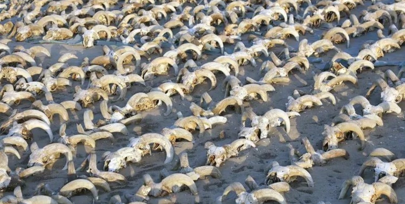 Egipto: descubrieron dos mil cabezas de carnero momificadas en el templo de Ramsés II