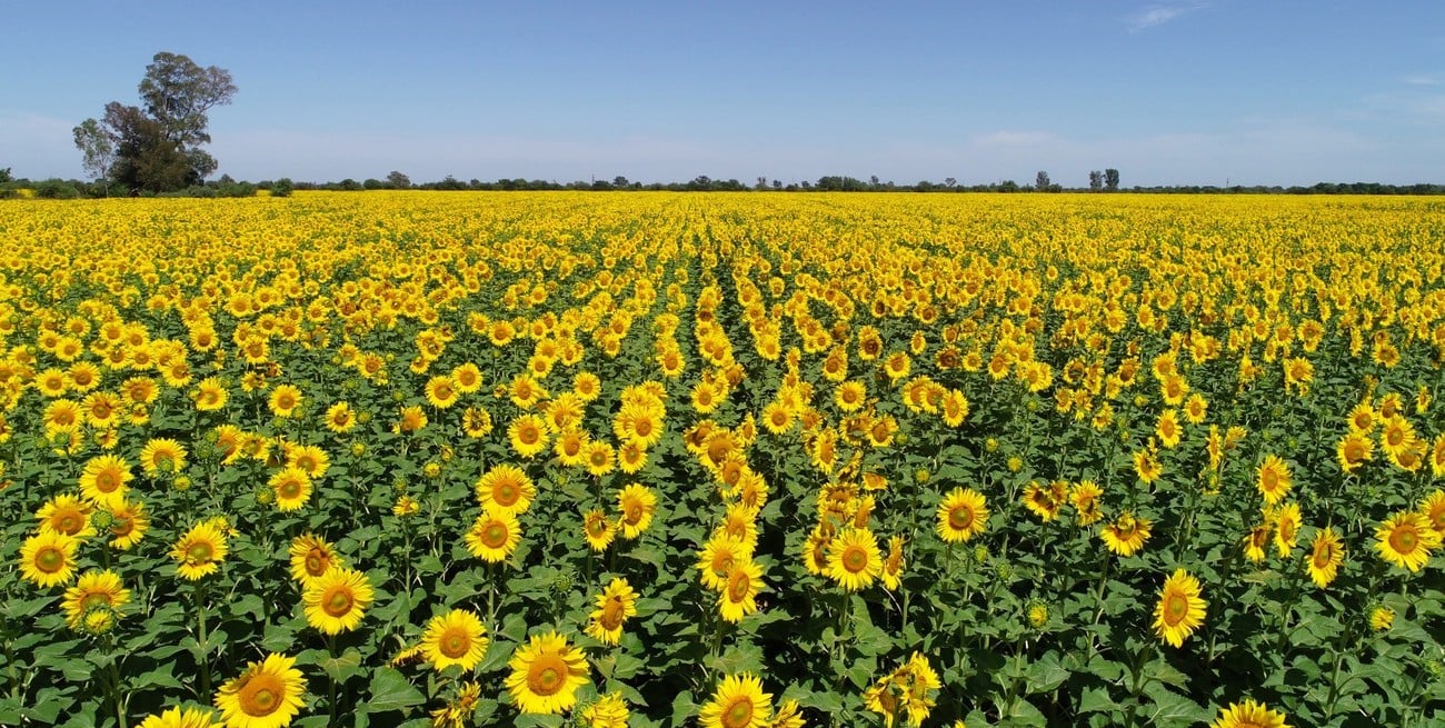 Octubre récord para el girasol: fuerte suba en molienda y exportaciones