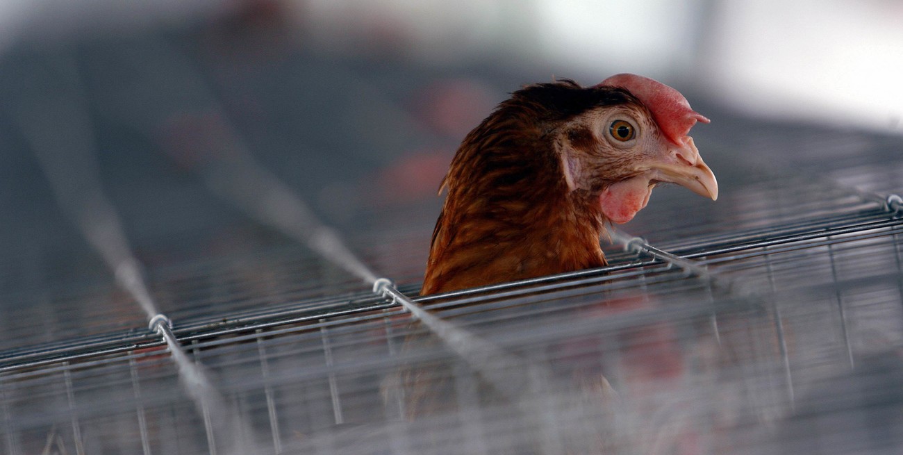 El Senasa confirmó cuatro nuevos casos de gripe aviar en el país
