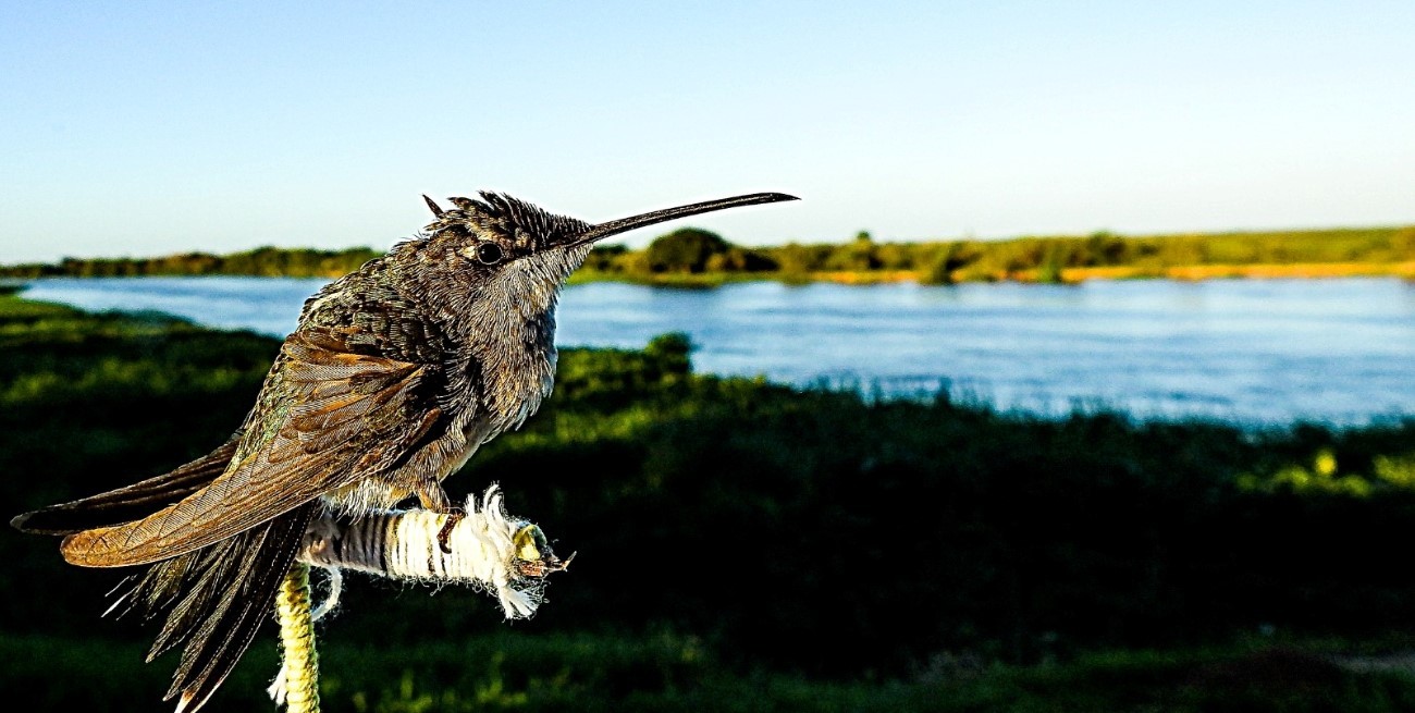 Esperanza, el picaflor hembra que una familia de Coronda está cuidando