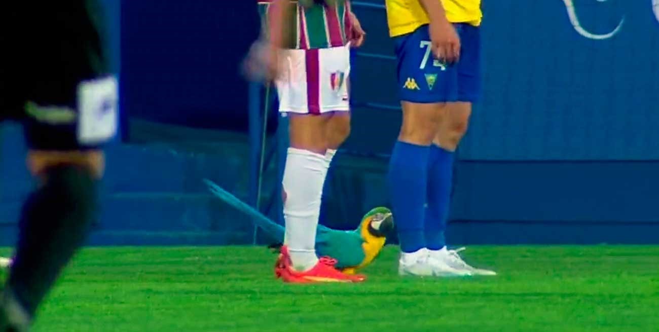 Insólito: un papagayo demoró un partido de fútbol en Portugal