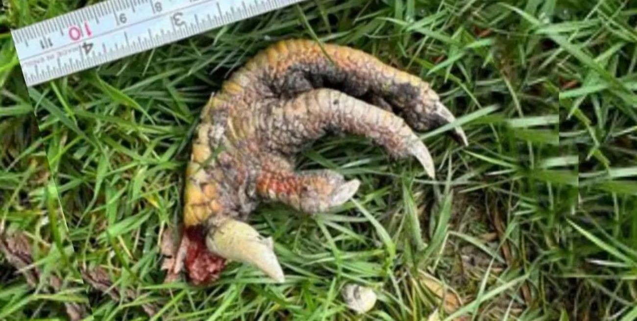 Encontró una "garra de dinosaurio" en su jardín y el misterio llegó hasta Harvard