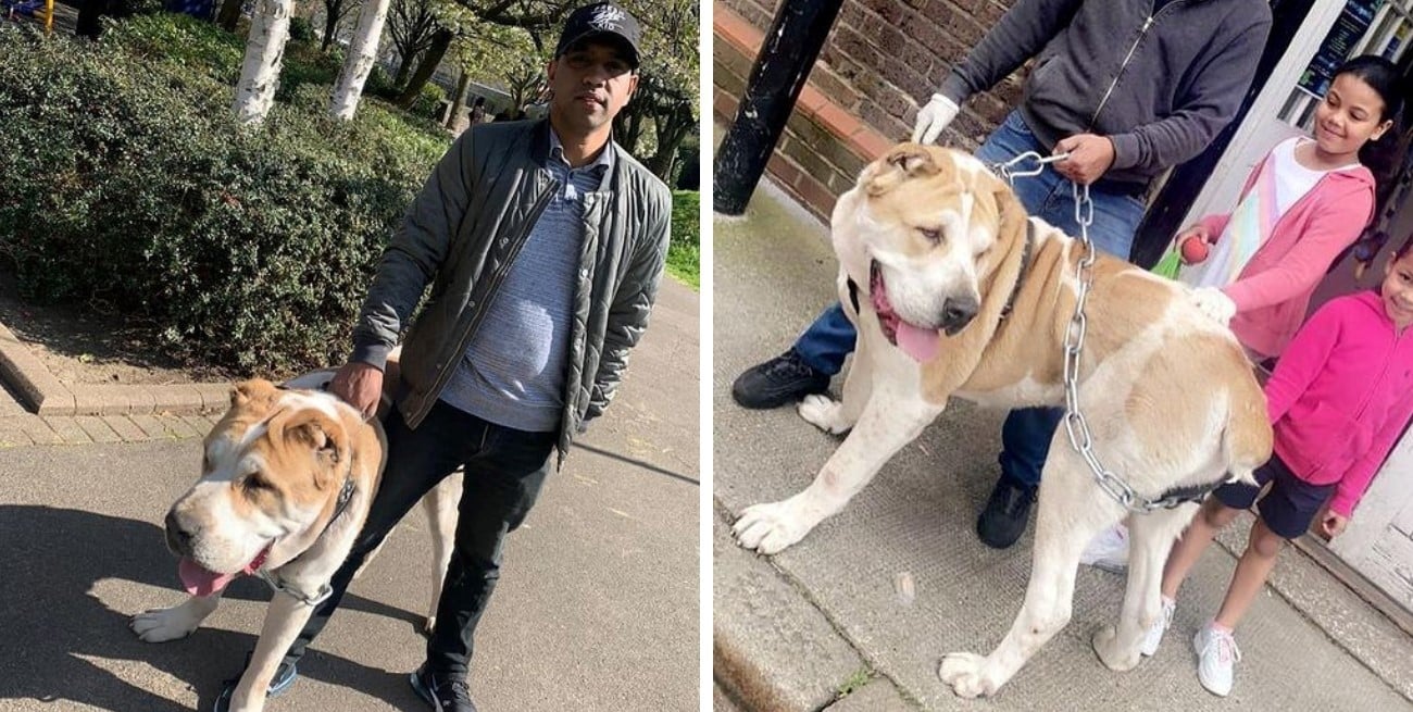 Kenzo, el perro gigante de 2 metros que sorprende en Londres y se hizo viral