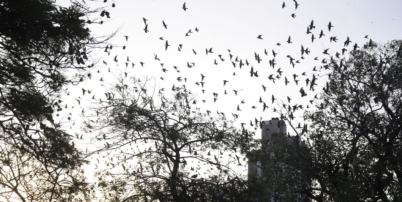 Santa Fe despidió las golondrinas: cómo es el increíble viaje que hacen aleteando 8 mil kilómetros