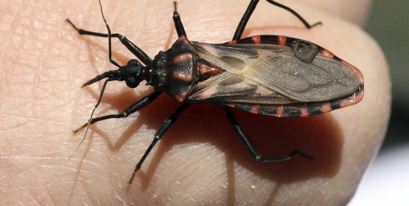 Unas 7 millones de personas están en riesgo de contraer la enfermedad de Chagas