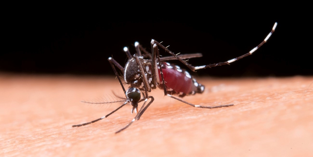 Primera muerte por dengue en la ciudad de Santa Fe