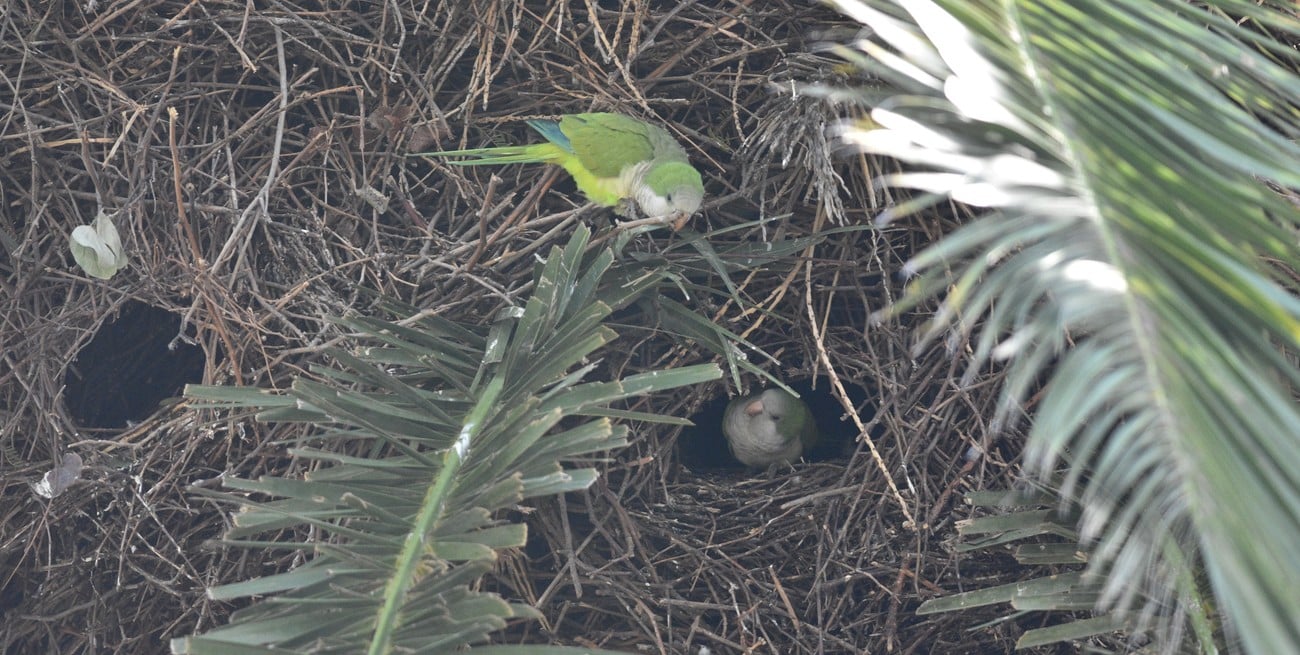 Un auténtico lorerío anida en varios árboles de bulevar y la Costanera de Santa Fe