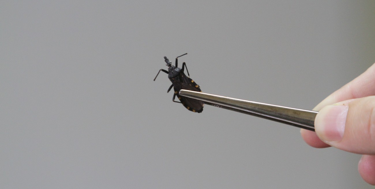 Enfermedad de Chagas: por qué es clave el diagnóstico oportuno en mujeres jóvenes