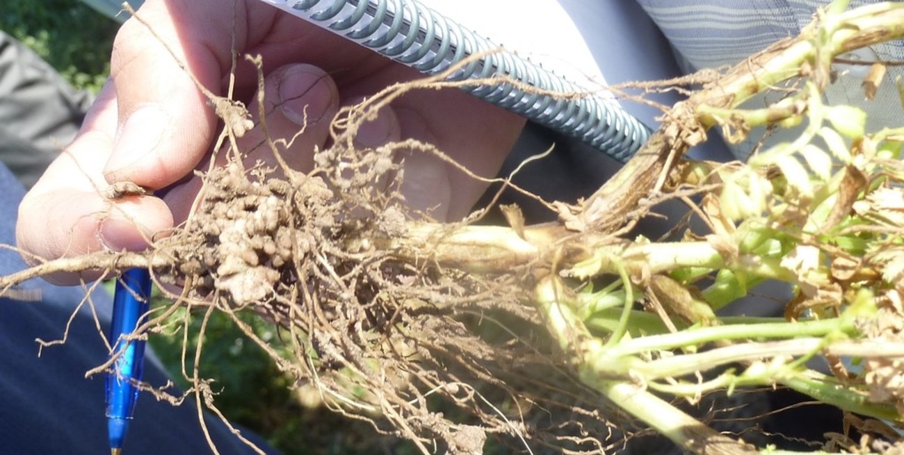 Otra "víctima" de la sequía: problemas para el sector legumbrero santafesino