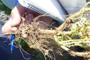 El calendario de lentejas y arvejas coincide con el del trigo y el rendimiento, puntualmente en el invierno pasado, ha sido de regular a malo. 