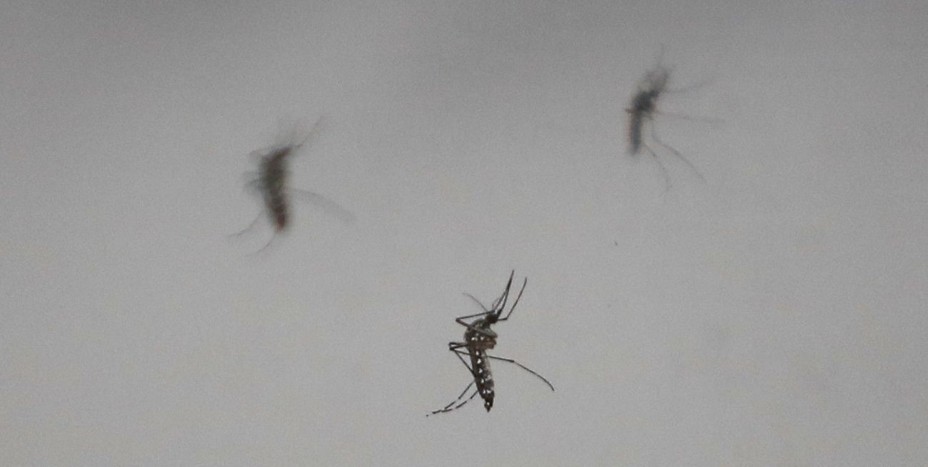 Dengue: Hay casos en todos los departamentos de la provincia