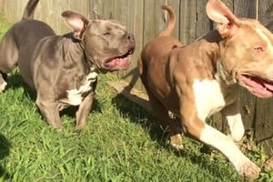 Los vecinos de Guadalupe temen por los niños del barrio. Foto: imagen ilustrativa