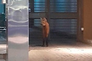 El animal visto frente a la Plaza 25 de Mayo de la capital provincial. Crédito: @jorge_villa982