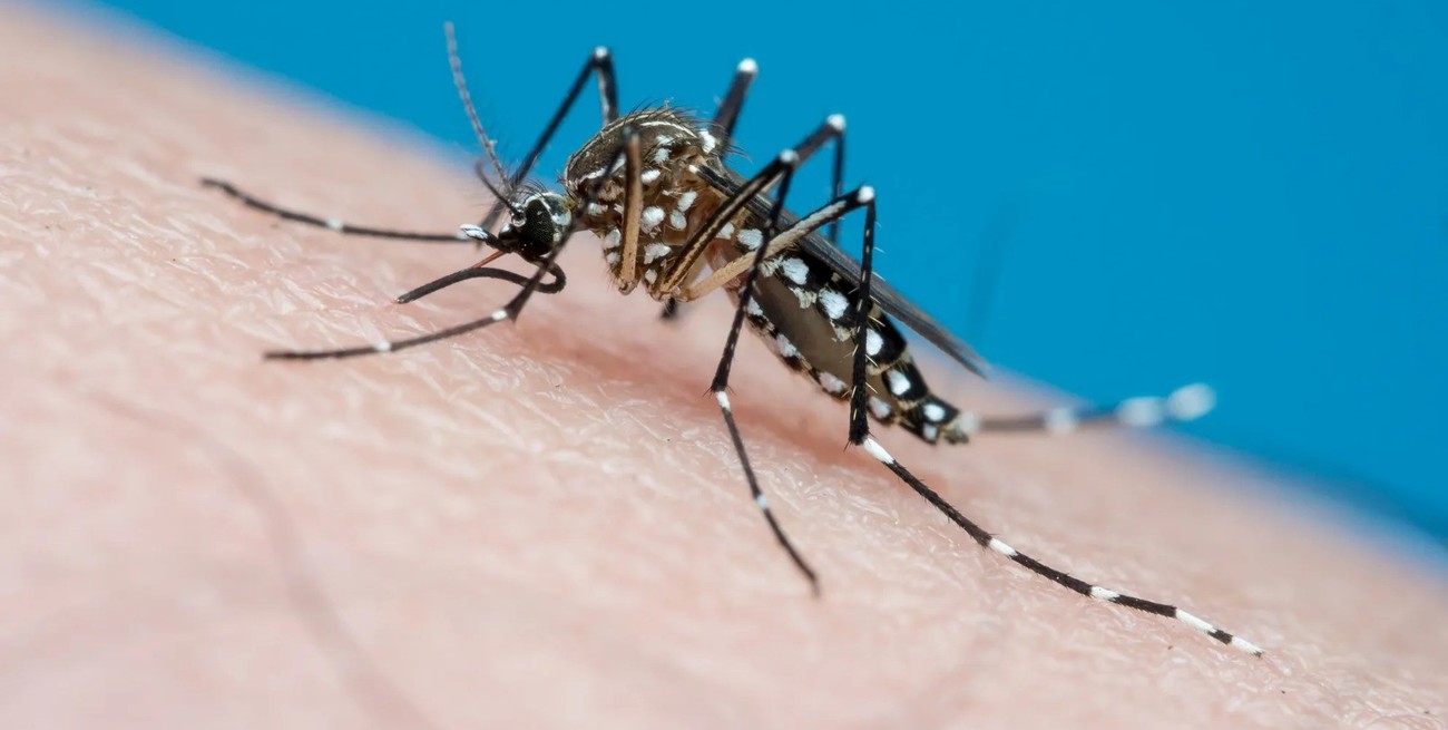 Dengue: en dos semanas  "aumentaron un cien por ciento los casos en el sur de Santa Fe"
