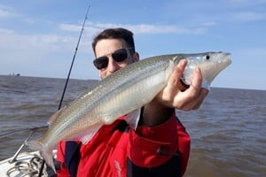 En el sur-sur santafesino se pueden pescar diferentes especies de peces como carpas, taruchas, moncholos, doradillos y pejerrey. Créditos: Imagen Ilustrativa.