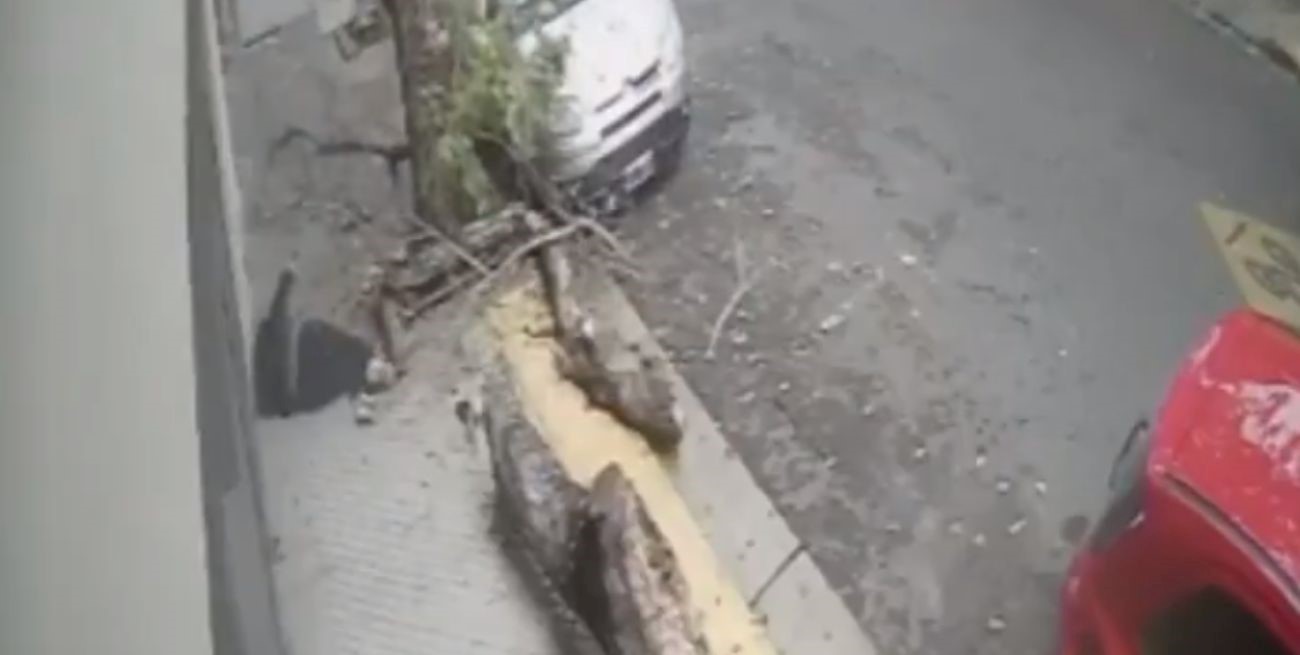 Video: un árbol cayó sobre una mujer en Rosario y se partió en dos