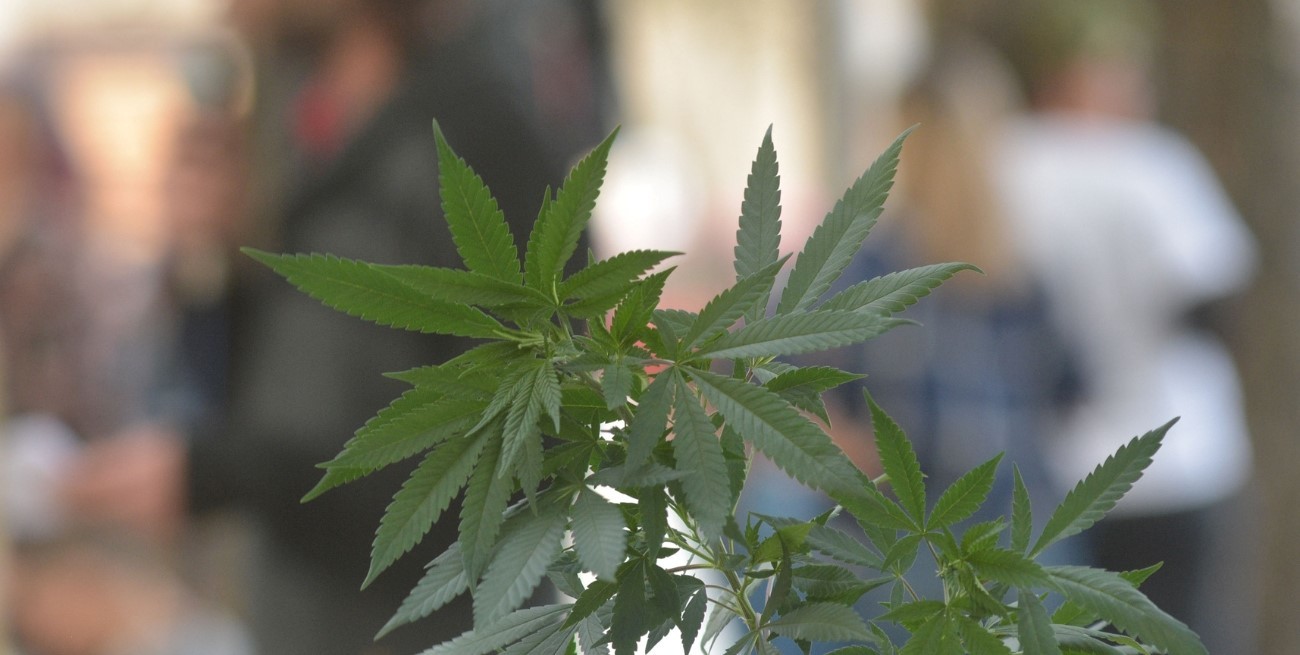 Marcha por la marihuana desde el Puente Colgante a la plaza Pueyrredón de la ciudad de Santa Fe