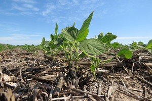 "Los rindes se ubican muy por debajo de las estimaciones, en muchos casos asociado al bajo peso de la semilla". Crédito: Archivo El Litoral.