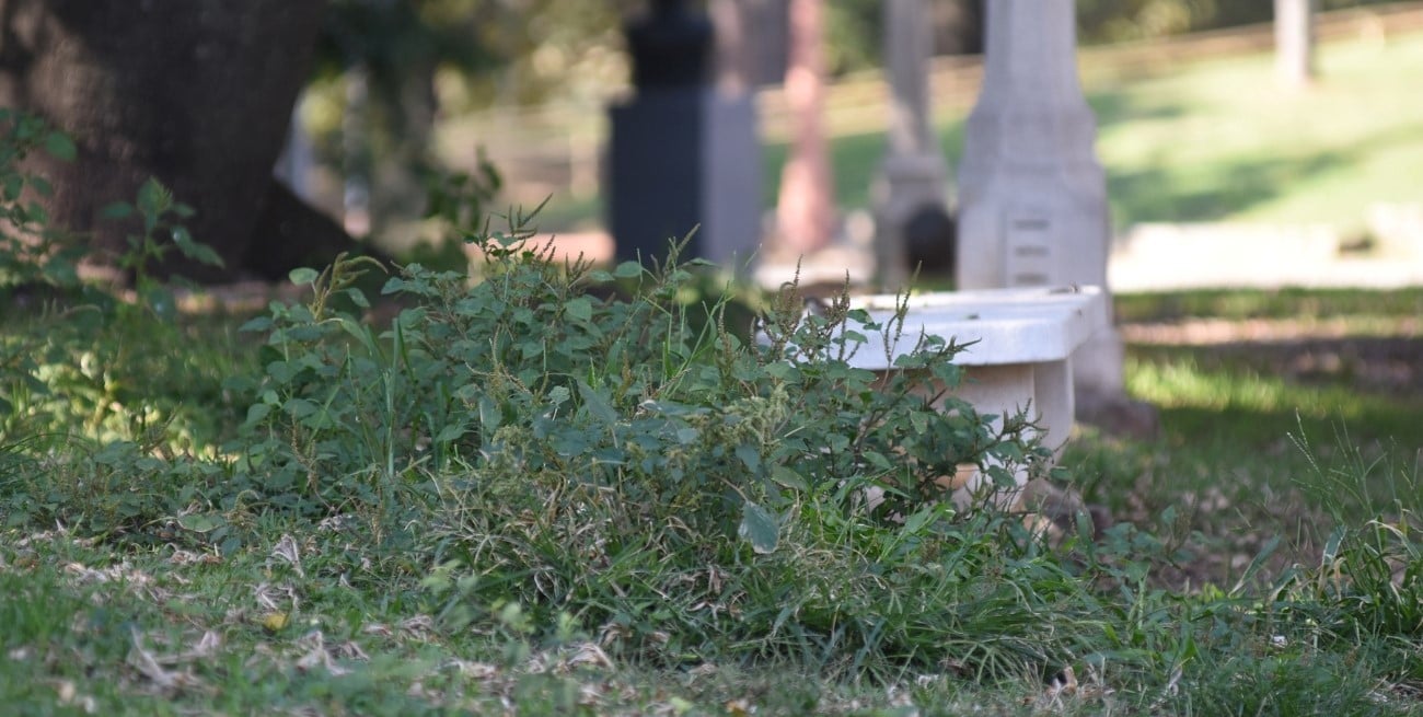 Vecinos de la plaza Alfonsín piden que el municipio haga mejoras