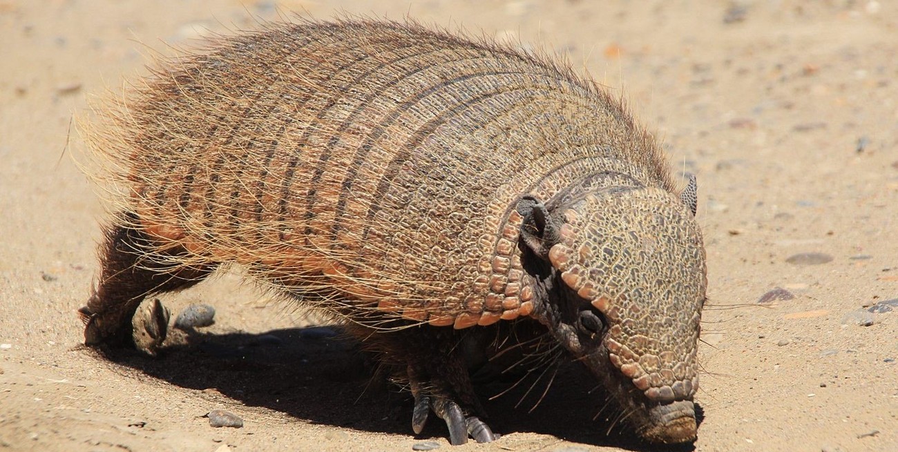 Santafesinos detenidos en Córdoba por cazar peludos