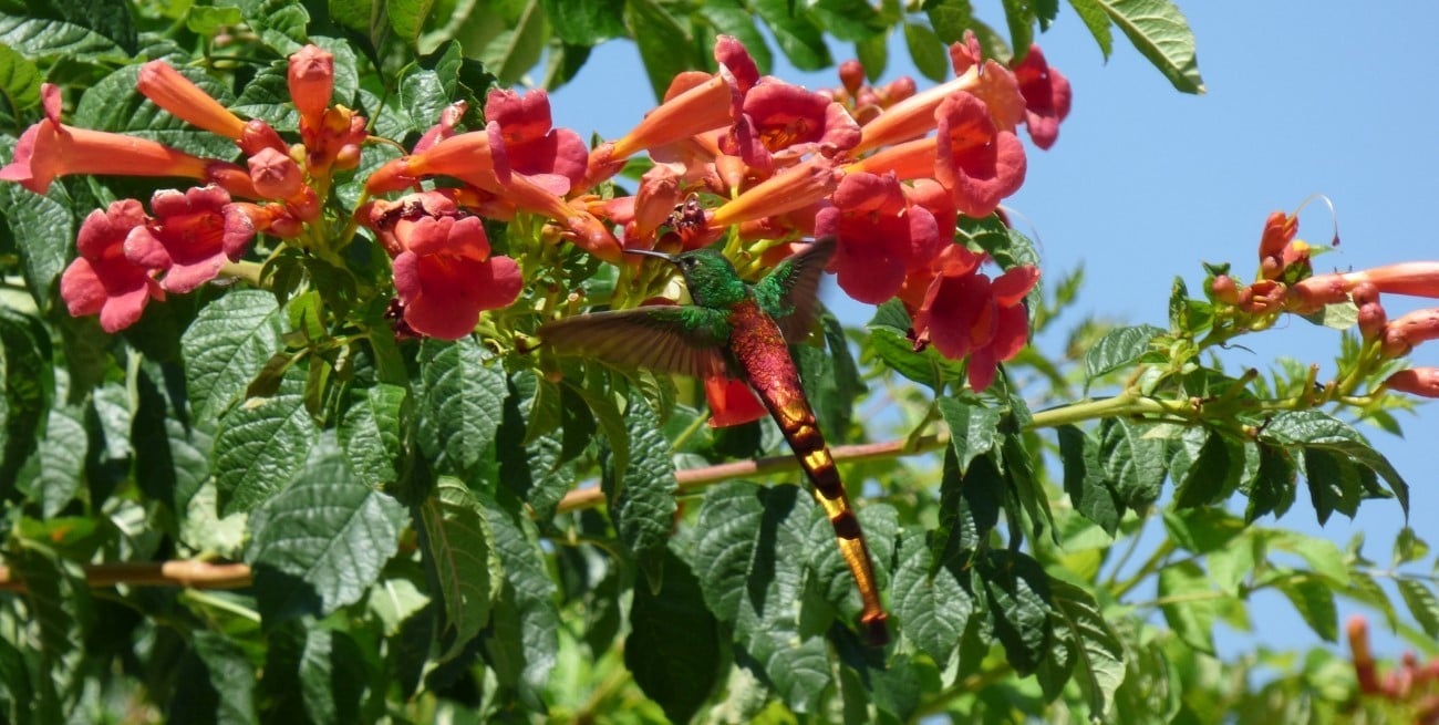 Oda a la libertad de los picaflores: por qué Santa Fe es una de sus provincias favoritas