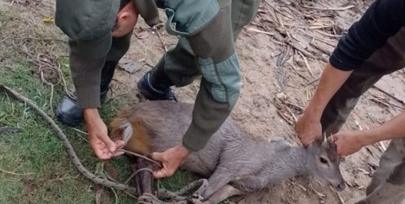 Guardia Rural Los Pumas rescató y liberó a un Guazuncho en San Javier