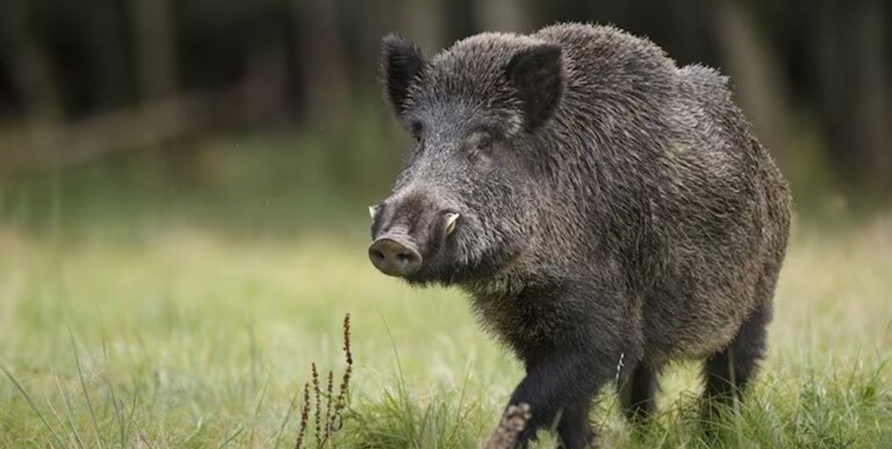 San Luis: confundió a su amigo con un jabalí y le disparó mientras cazaban