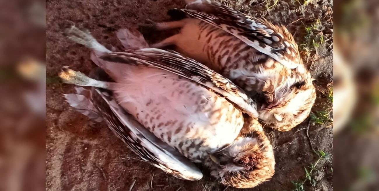 Polémica en Paraná por la matanza de lechuzas: el Club Estudiantes presentó una denuncia