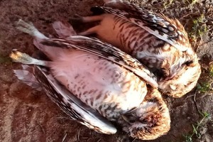 Uno socio alertó de la situación a la Policía de Entre Ríos. 