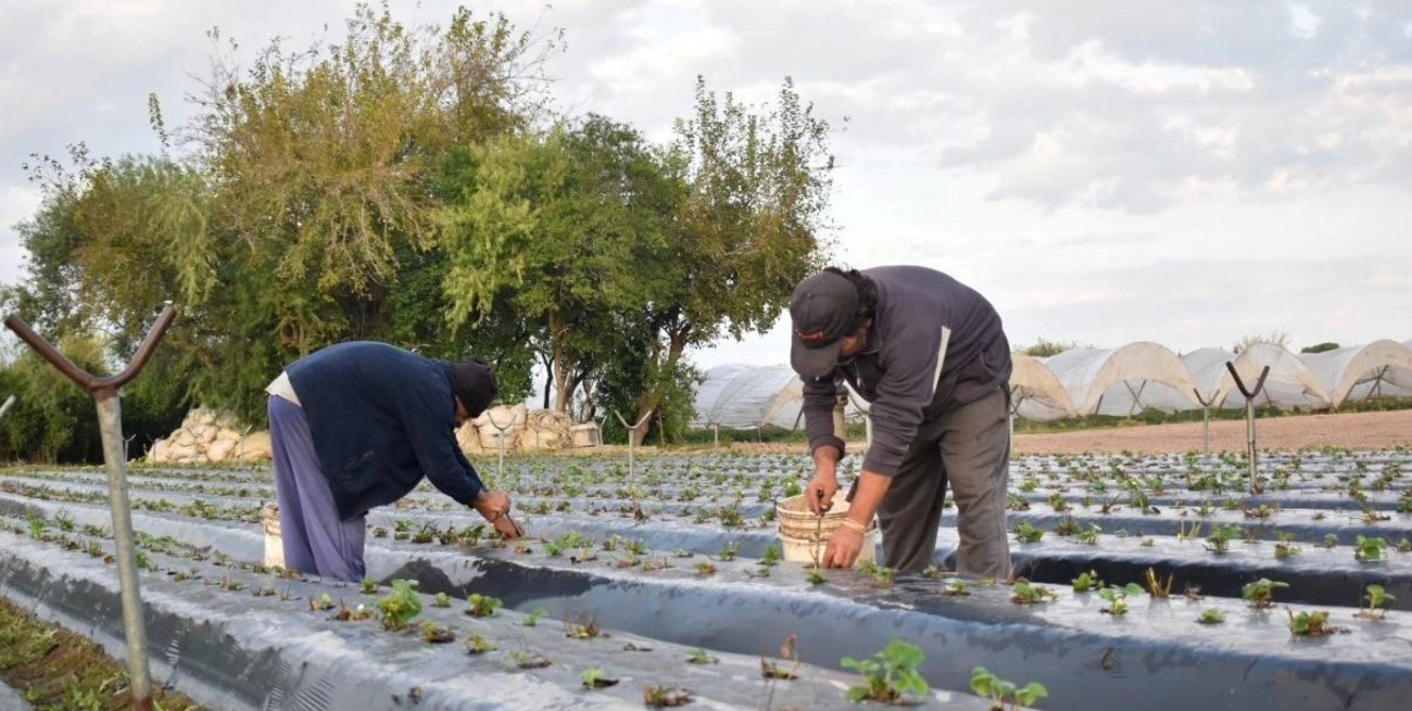 Le dieron la bienvenida a la cosecha 102 de frutillas de Coronda