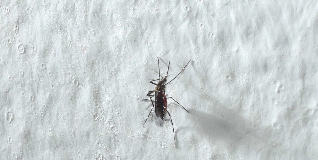 Son 20.276 los casos de dengue en Santa Fe