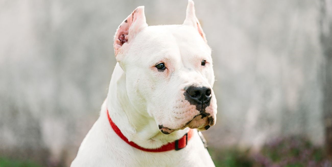 Los perros peligrosos tendrán que llevar un chip en Córdoba