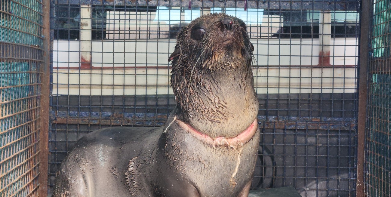 Video: así rescataban de un lobo marino herido en el cuello a causa de basura marina