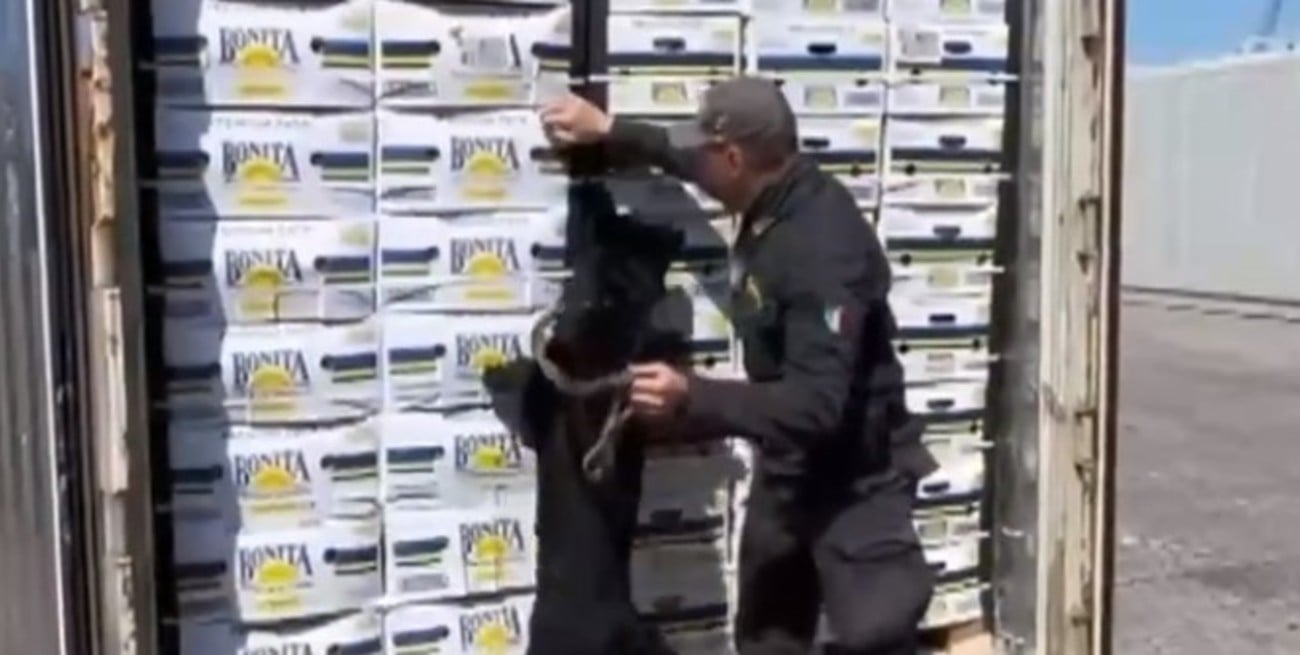 Italia: hallaron 3 toneladas de cocaína ocultas entre bananas ecuatorianas gracias al perro "Joel"