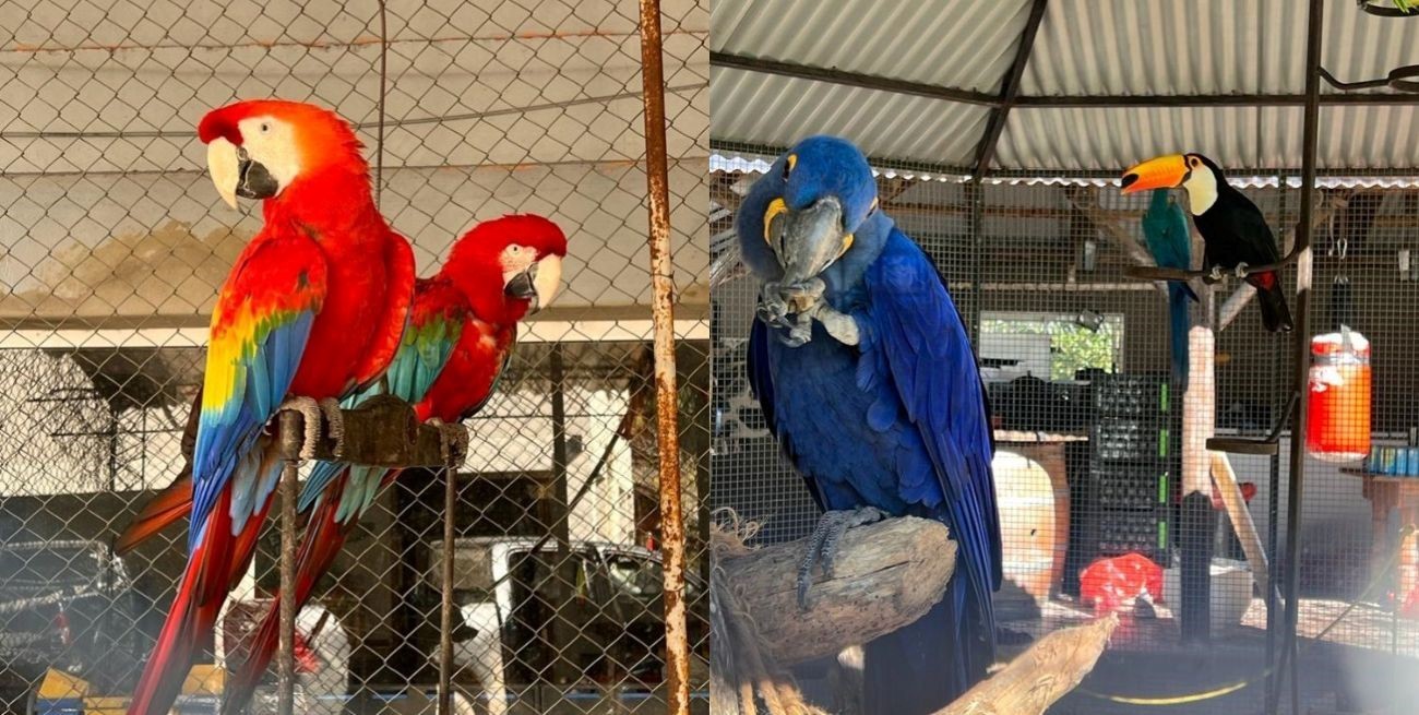 Rescataron 19 aves en peligro de extinción en Exaltación de la Cruz
