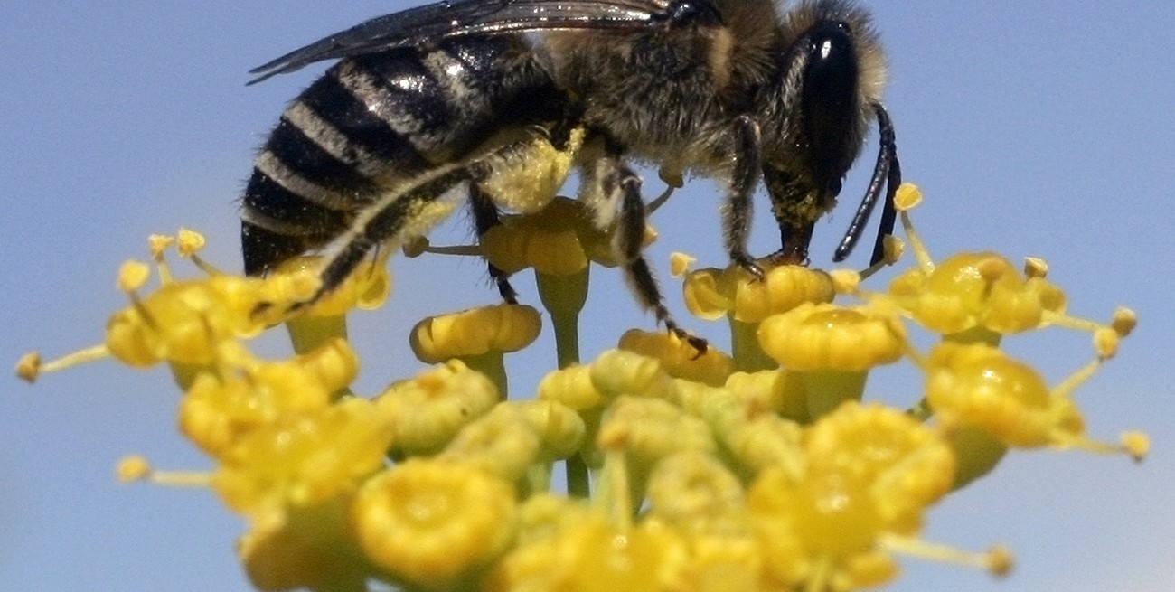 20 de Mayo: Día Mundial de las Abejas