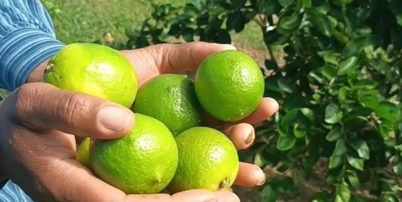 La Unión Europea reabrió su mercado a los cítricos orgánicos argentinos