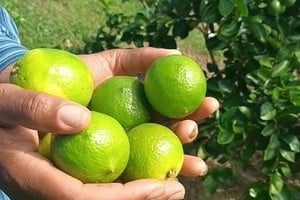 Impulsan una línea de financiamiento para productores citrícolas de Reconquista y la región