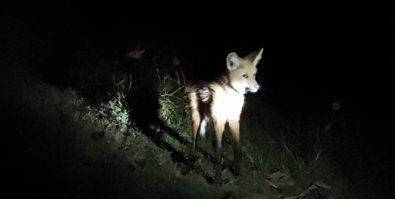 Video: rescataron y liberaron a un aguará guazú que apareció en una casa de Campo Hardy
