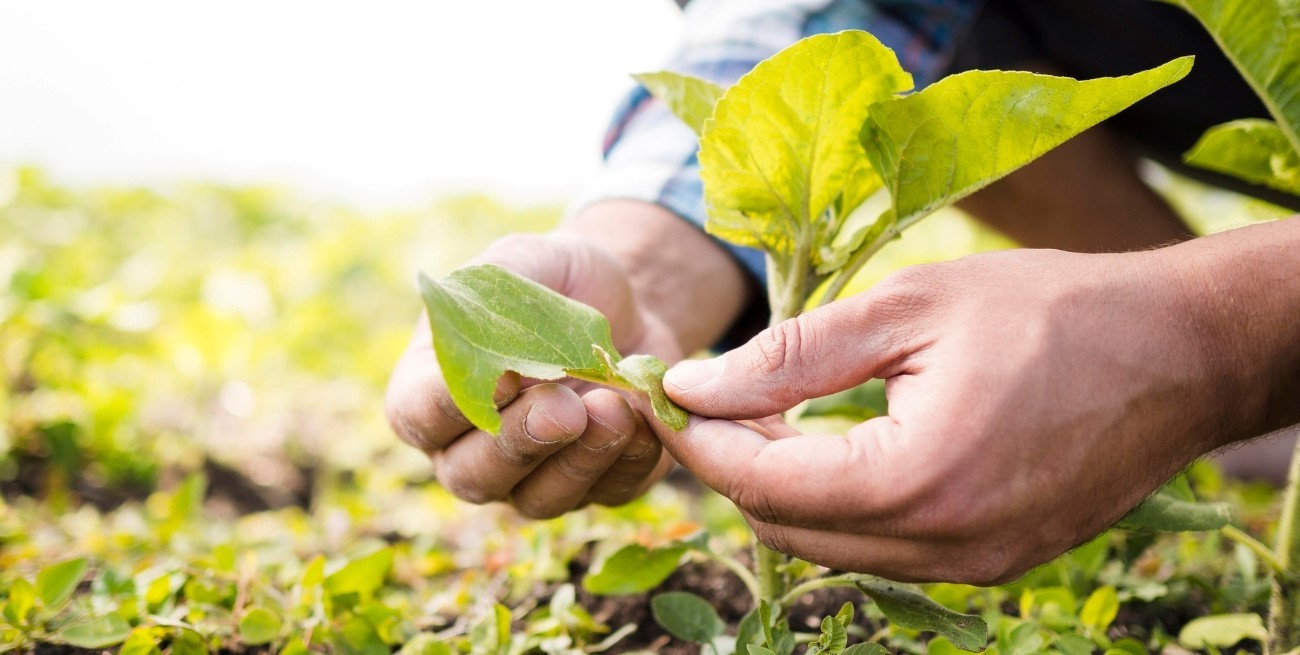 Con ingresos menores a los previstos termina esta semana el programa "Dólar Soja 3"