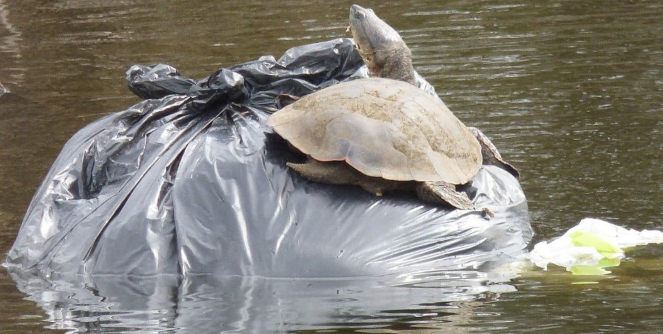 En Santa Fe,  44 especies de aves y peces tienen una relación tóxica con los plásticos